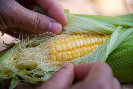 Close up fresh maize argiculture concept.