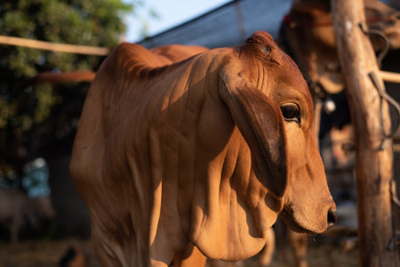 Animal Brown cow in thailand.の写真素材