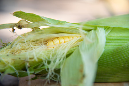 Close up fresh maize argiculture concept.