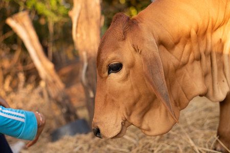 Animal Brown cow in thailand.の写真素材