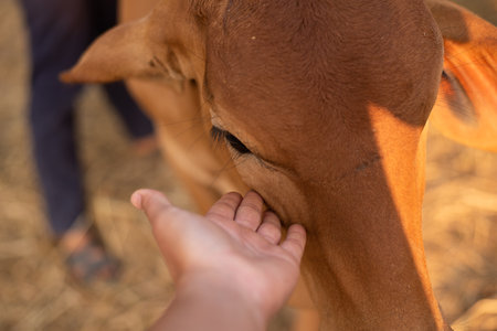 Animal Brown cow in thailand.の写真素材