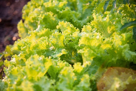 Green fresh lettuce in farmland.argiculture concept.