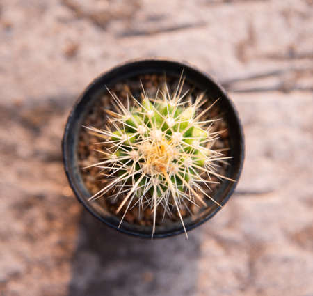 Close up cactus in plants pot.