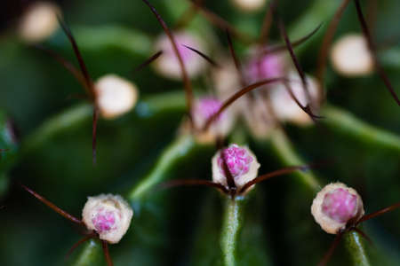 Close up Cactus gymnocalycium with macro lens.の写真素材