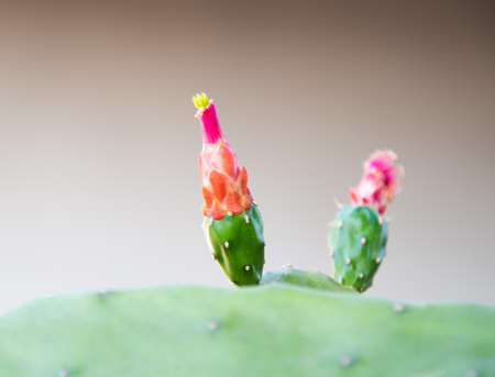 Cute Opuntia cochenillifera cactus on nature background.