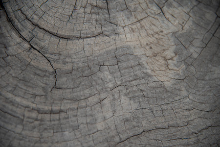Close up dark texture on wood background.