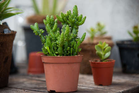 Blurred green plants in nature.の写真素材