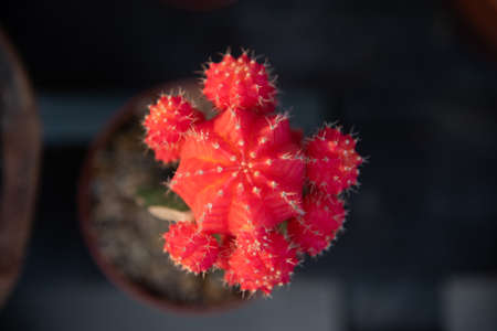 Blurred green plants in nature.の写真素材