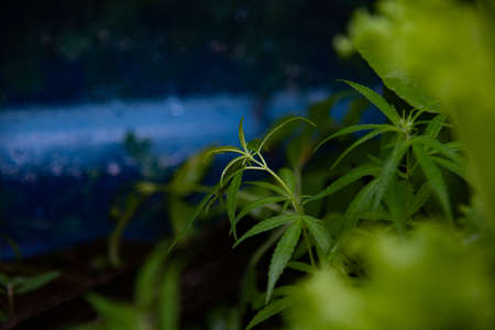 Green Marijuana plants in herbs concept.の写真素材
