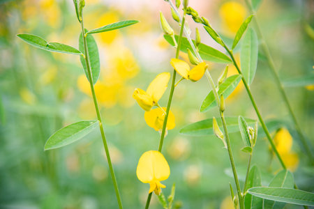 Blurred green plants in nature.の写真素材