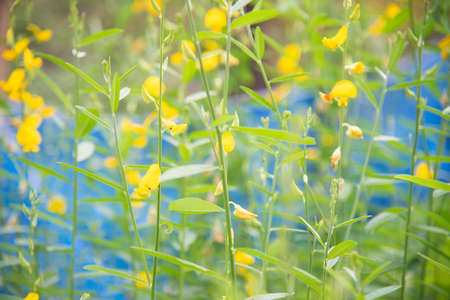 Blurred green plants in nature.の写真素材
