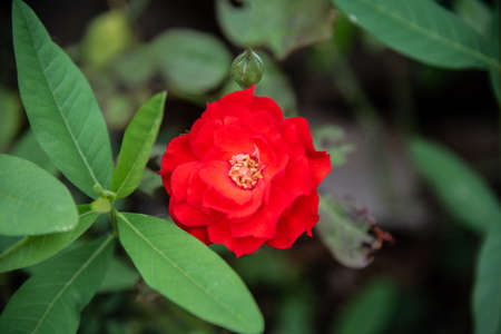 Red rose flowers on green nature background.の写真素材