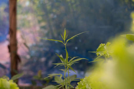 Green plants in nature background.の写真素材