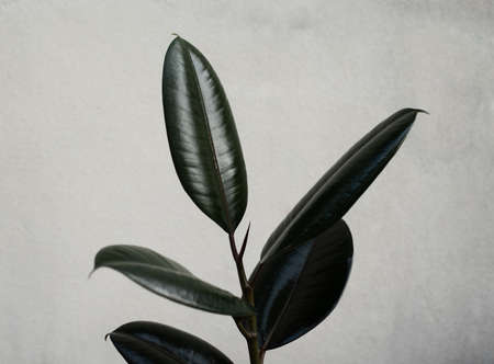 Close up Green rubber plants on dark background.