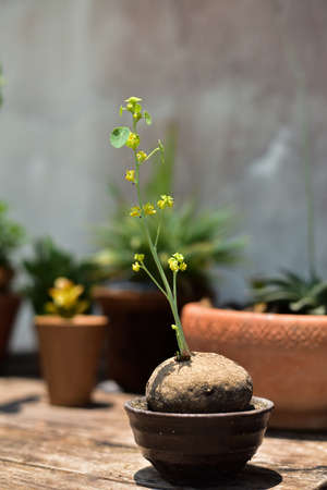 Stephania erecta craib in a dark pot.