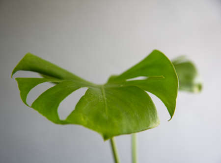 Green Monstera giant plants on gray background.