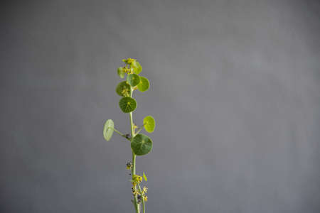 Green Stephania erecta plants on gray background.