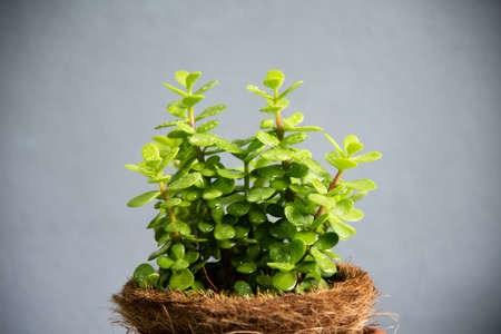 Green plants portulacaria afra in brown pot gray background.