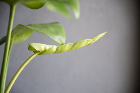 Leaf of Monstera deliciosa in door plants on gray background.の写真素材