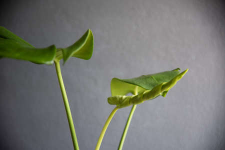 Leaf of Monstera deliciosa in door plants on gray background.