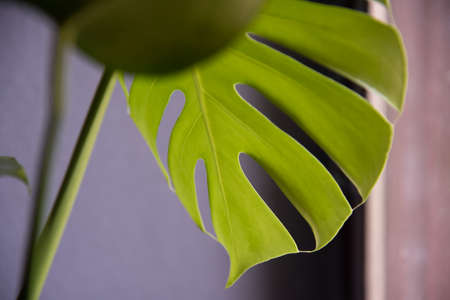 Leaf of Monstera deliciosa in door plants on gray background.の写真素材