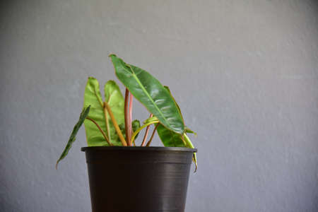 Cute indoor plants on gray wall.