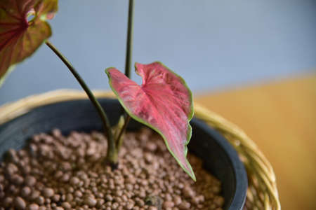 Cute indoor plants on gray wall.の写真素材