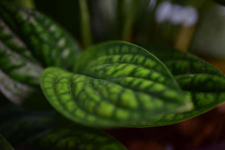Close up leaf of plants in nature.