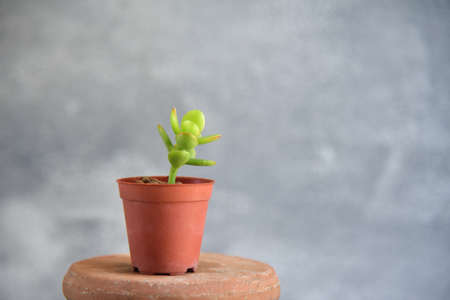 Close up green plants on gray background.の写真素材