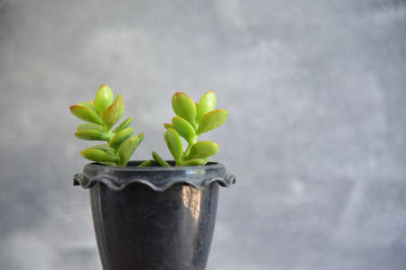Close up green plants on gray background.