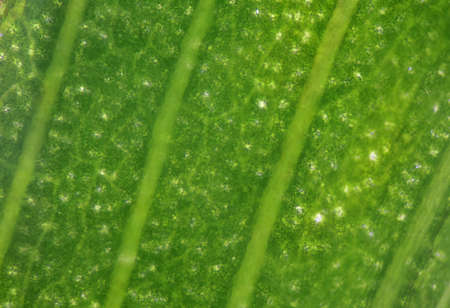 Close up texture of plants cells find with microscope.