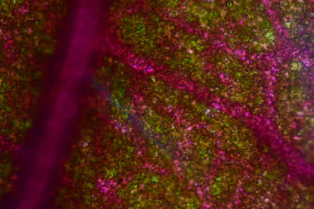 Close up texture of plants cells find with microscope.