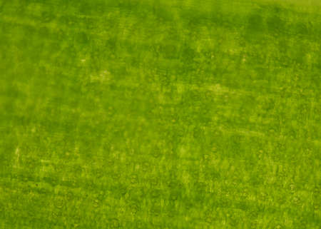 Green stoma of plants cells education concept.