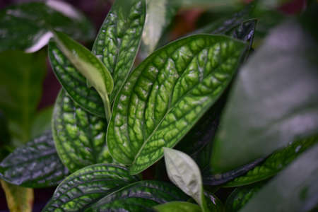 Green Monstera karsteniana green leaf in nature.