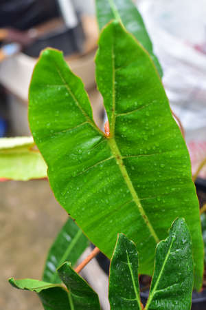 Leaf of green plants Philodendron billietiae variegated.