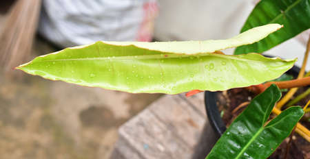 Leaf of green plants Philodendron billietiae variegated.