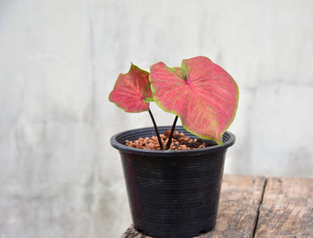 Green leaf of plants in nature.の写真素材