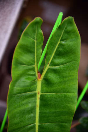 Leaf of green plants Philodendron billietiae variegated.