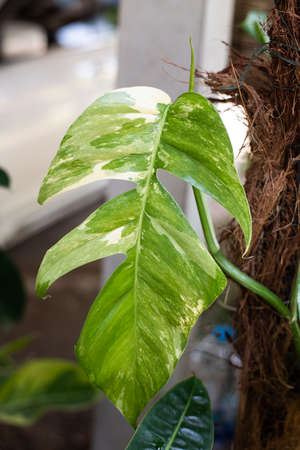 Close up leaf of plants in nature.の写真素材