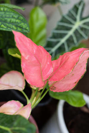 Close up leaf of plants in nature.