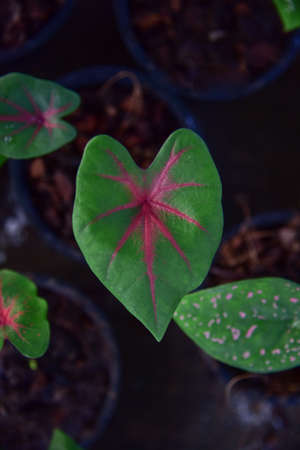 Color of Fancy Leaf Caladium in nature.の写真素材