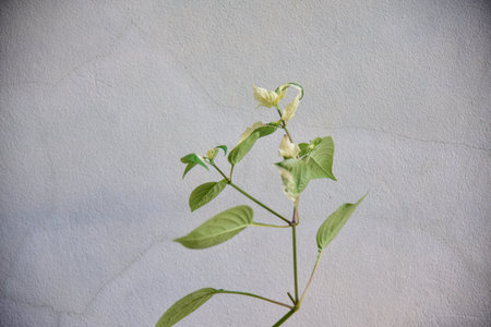 Half green and white of leaf plants on gray background.