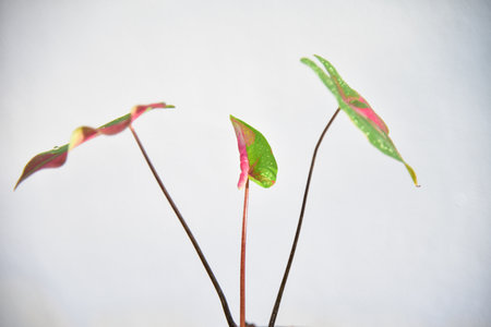 Close up leaf of green plants in plants for sell concept.の写真素材