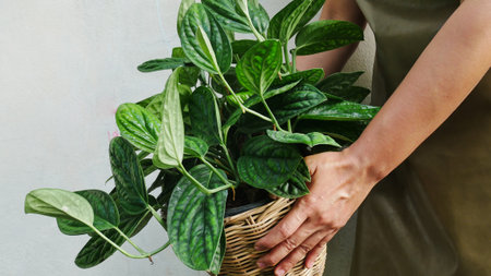 Close up leaf of green plants in plants for sell concept.の写真素材
