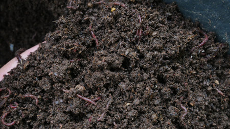 Brown bio fertilizer earthworm manure for plants.