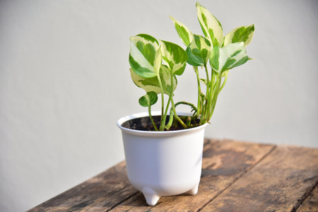 Close up leaf of green plants in plants for sell concept.の写真素材