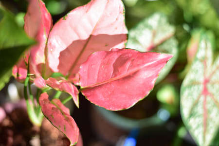 Green leaf in nature concept.の写真素材
