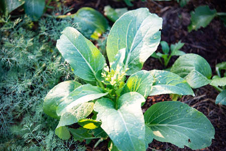 Green fresh vegetable in nature.の写真素材