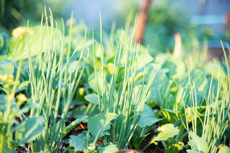 Green fresh vegetable in nature.の写真素材