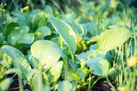 Green fresh vegetable in nature.の写真素材